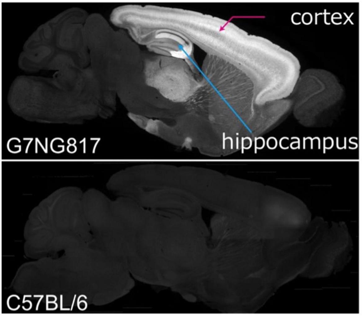 Transcranial cortex-wide Ca2+ imaging for the functional mapping of cortical dynamics